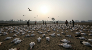 बर्डफ्लू कोशी
