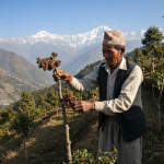 रुद्राक्ष खेती भोजपुर