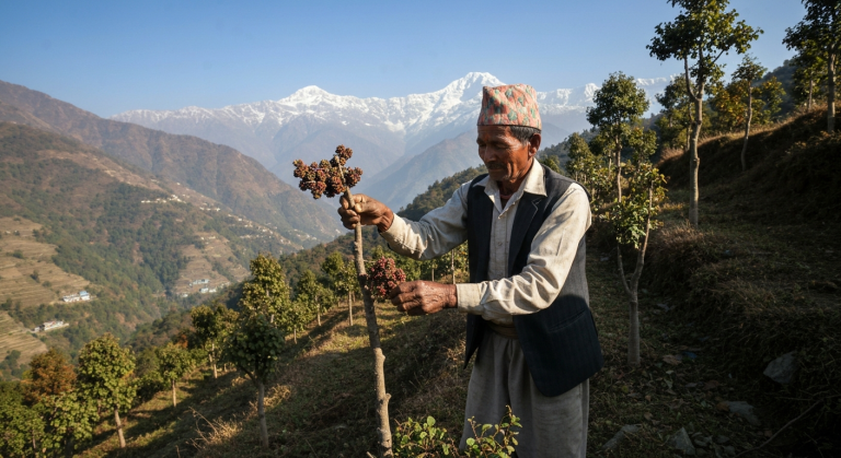 रुद्राक्ष खेती भोजपुर