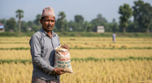 चैते धान समर्थन मूल्य