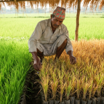 धानको बेर्नामा ढुसी