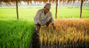 धानको बेर्नामा ढुसी