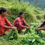 अल्लोबाट आम्दानी