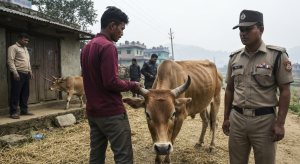 गोरु कुटपिट गर्ने व्यक्ति
