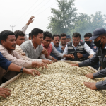 फर्सीको बिउ तस्करी