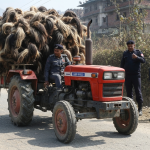 चौँरीको पुच्छर