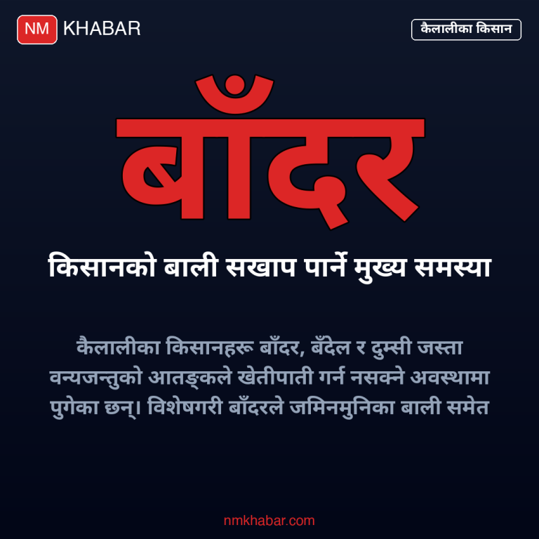 कैलालीमा बाँदरको आतङ्क