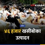 गुल्मी खसीबोका कारोबार